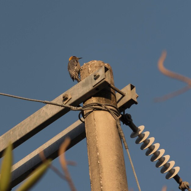 Vista de ángulo bajo de un pájaro posado en el techo contra un cielo despejado