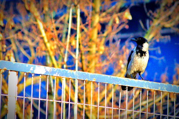 Vista de ángulo bajo de un pájaro posado en una valla metálica