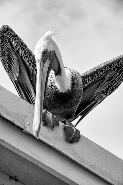 Foto vista desde un ángulo bajo de un pájaro posado