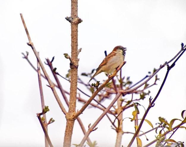 Foto vista de ángulo bajo de un pájaro en una rama