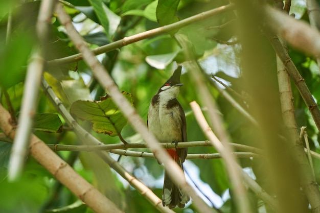 Foto vista de ángulo bajo de un pájaro en una rama