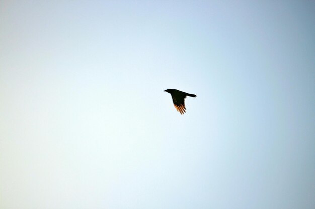 Vista de ángulo bajo de un pájaro silueta volando en el cielo