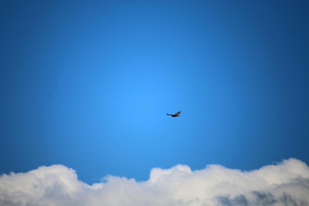 Vista de ángulo bajo de un pájaro volando en el cielo azul