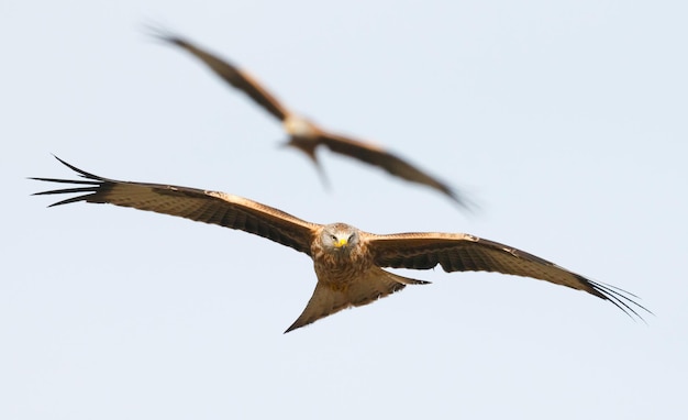 Foto vista de ángulo bajo de un pájaro volando en el cielo