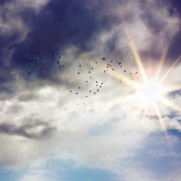 Foto vista de ángulo bajo de un pájaro volando en el cielo
