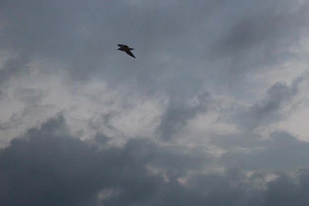 Vista de ángulo bajo de un pájaro volando en el cielo