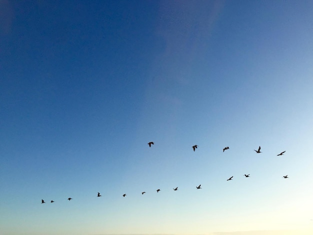 Vista de ángulo bajo de un pájaro volando en el cielo