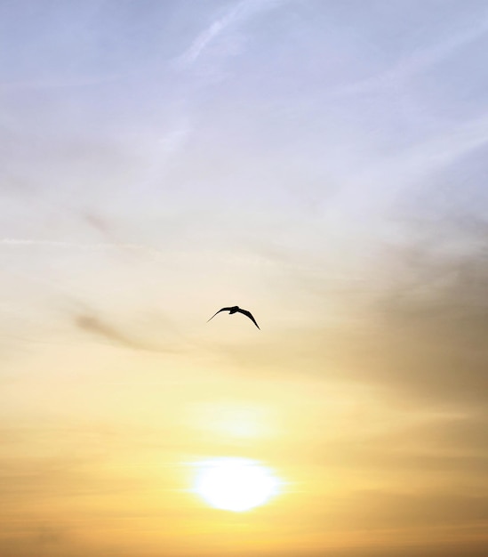 Vista de ángulo bajo de un pájaro volando en el cielo
