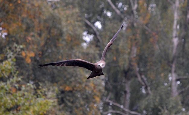 Foto vista de ángulo bajo de un pájaro volando contra los árboles