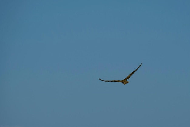 Vista de bajo ángulo de un pájaro volando contra un cielo azul claro