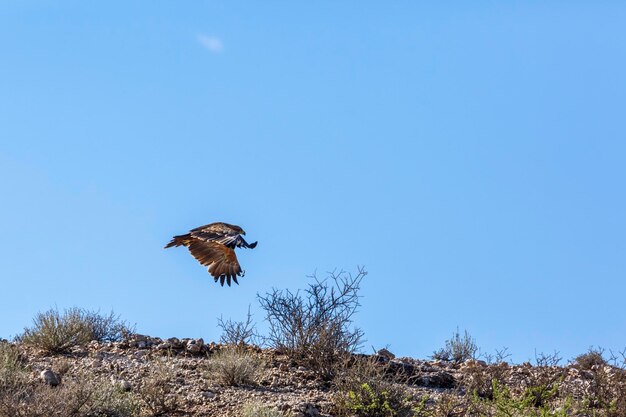 Foto vista de ángulo bajo de un pájaro volando contra un cielo azul claro