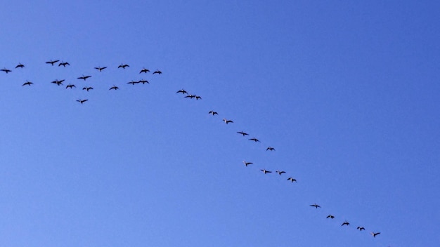 Vista de ángulo bajo de un pájaro volando contra el cielo azul