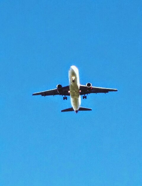 Foto vista de ángulo bajo de un pájaro volando contra el cielo azul