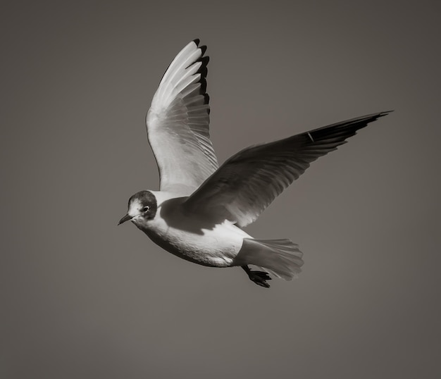 Vista de ángulo bajo de un pájaro volando contra un cielo despejado