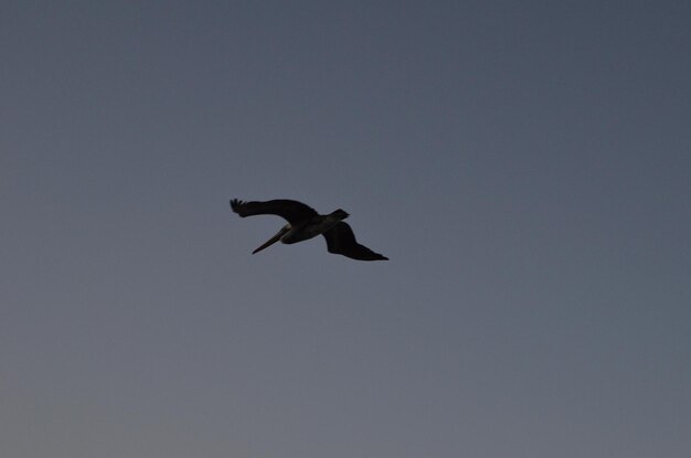 Foto vista de ángulo bajo de un pájaro volando contra un cielo despejado