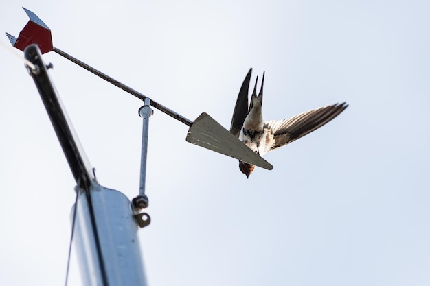 Vista de ángulo bajo de un pájaro volando contra un cielo despejado