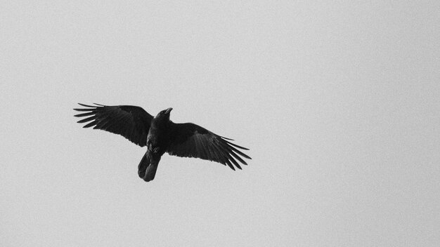 Foto vista de ángulo bajo de un pájaro volando contra un cielo despejado