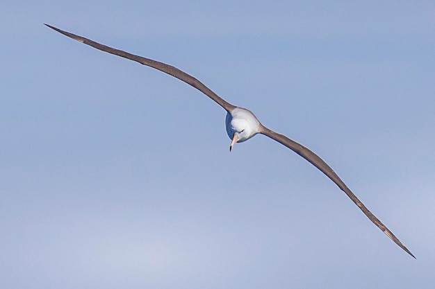 Foto vista de ángulo bajo de un pájaro volando contra un cielo despejado