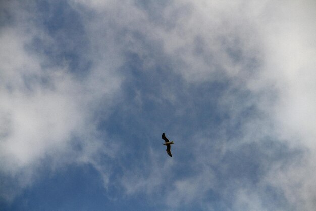 Vista de ángulo bajo de un pájaro volando contra un cielo nublado