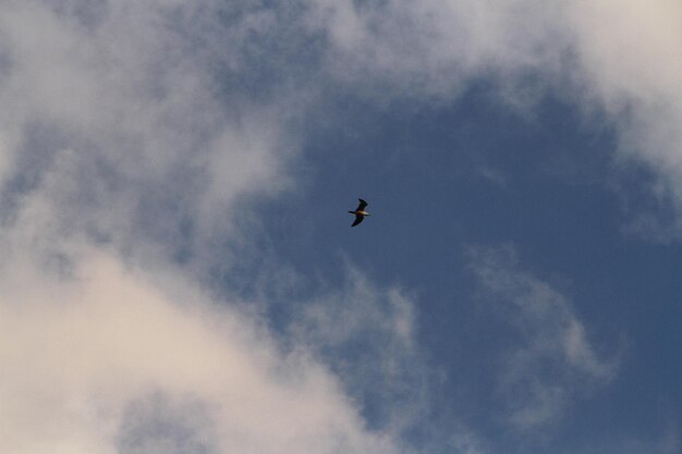 Vista de ángulo bajo de un pájaro volando contra un cielo nublado