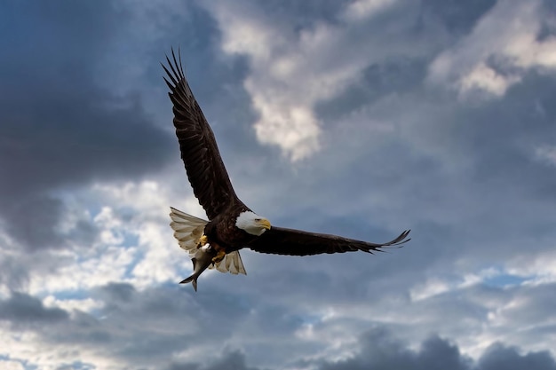 Vista de ángulo bajo de un pájaro volando contra el cielo