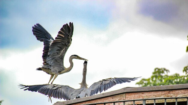 Vista de ángulo bajo de un pájaro volando contra el cielo