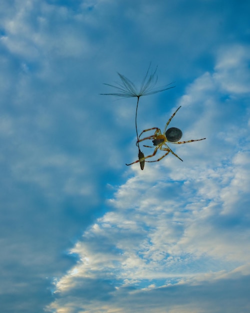 Vista de ángulo bajo de un pájaro volando contra el cielo