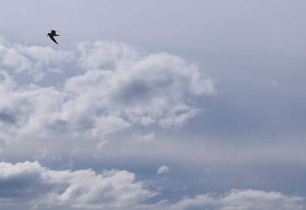 Foto vista de ángulo bajo de un pájaro volando contra el cielo