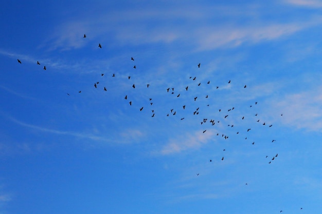 Foto vista de ángulo bajo de un pájaro volando contra el cielo