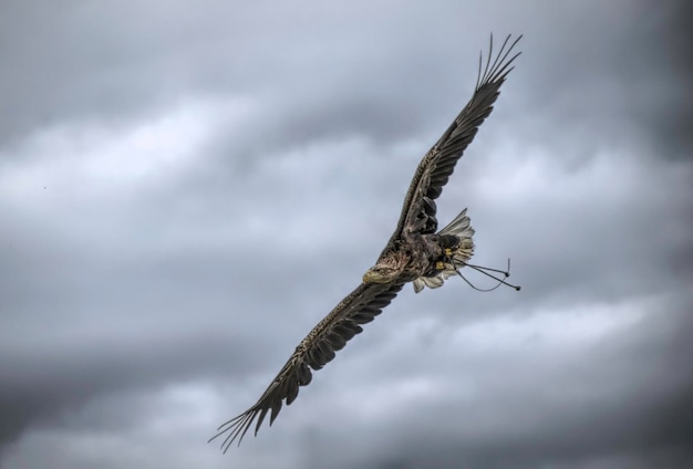 Vista de ángulo bajo de un pájaro volando contra el cielo