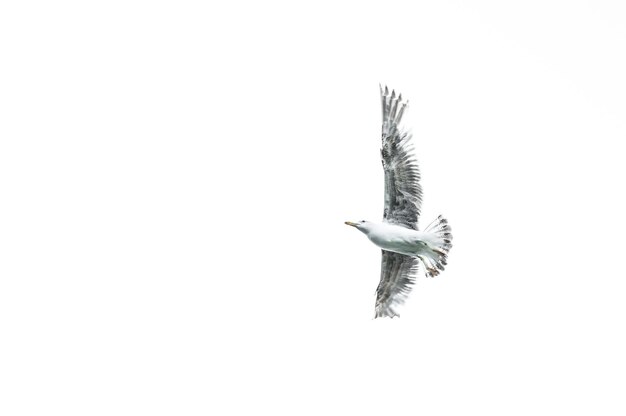 Foto vista de ángulo bajo de un pájaro volando sobre un fondo blanco