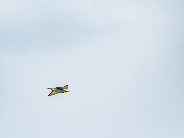 Vista de bajo ángulo de un pájaro volando