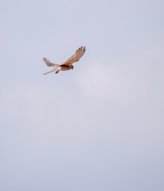 Foto vista de bajo ángulo de un pájaro volando