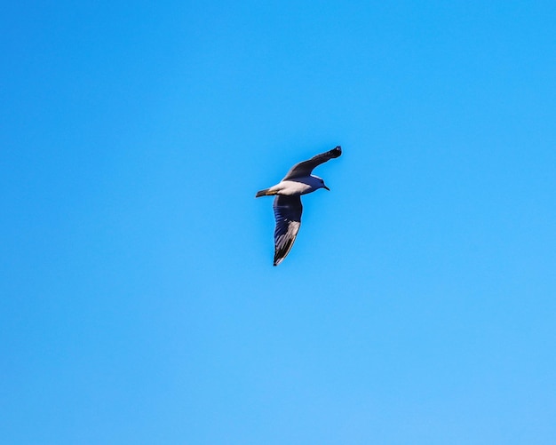 Vista de ángulo bajo de un pájaro volando