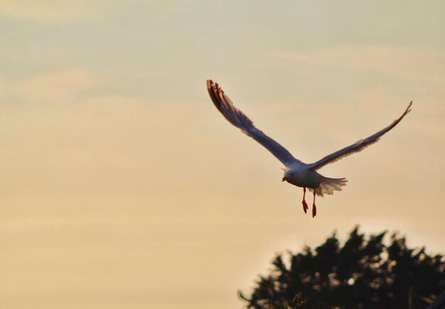 Foto vista de bajo ángulo de un pájaro volando