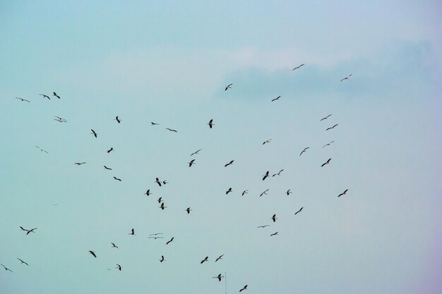 Vista de ángulo bajo de pájaros volando en el cielo