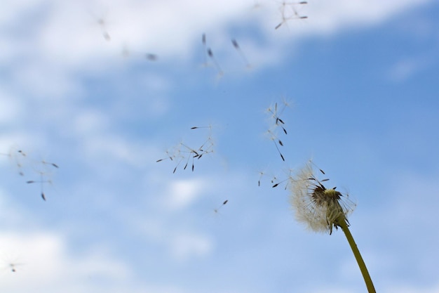 Vista de ángulo bajo de pájaros volando en el cielo.