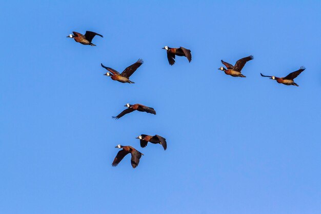 Vista de ángulo bajo de pájaros volando