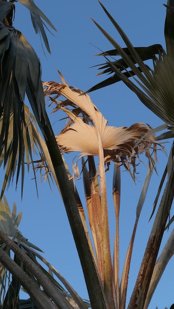 Foto vista en bajo ángulo de la palmera al amanecer