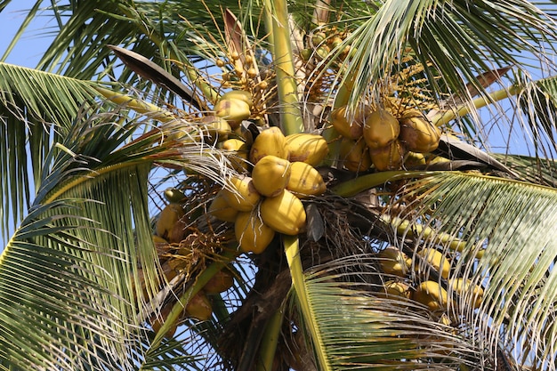 Foto vista de bajo ángulo de la palmera de coco.