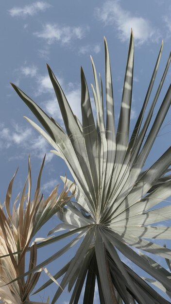 Foto vista en bajo ángulo de la palmera contra el cielo azul