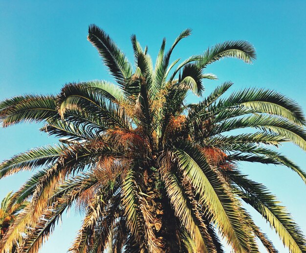 Foto vista de bajo ángulo de la palmera contra un cielo despejado