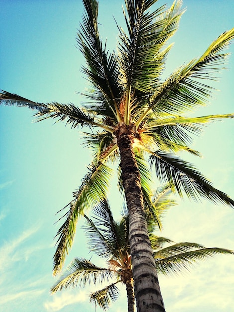 Vista de bajo ángulo de la palmera contra un cielo despejado