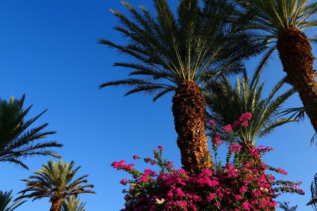 Foto vista de bajo ángulo de la palmera contra un cielo despejado