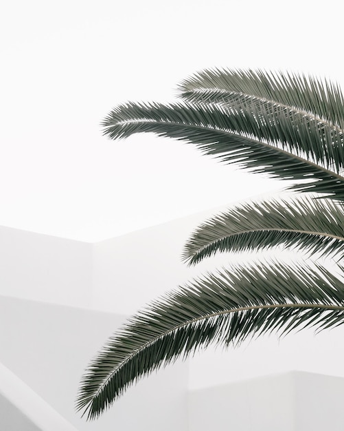 Vista de bajo ángulo de la palmera contra un cielo despejado
