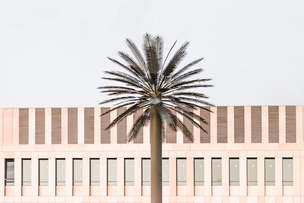 Vista de bajo ángulo de la palmera contra un cielo despejado