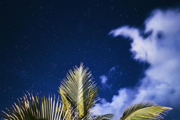 Foto vista de bajo ángulo de la palmera contra el cielo por la noche