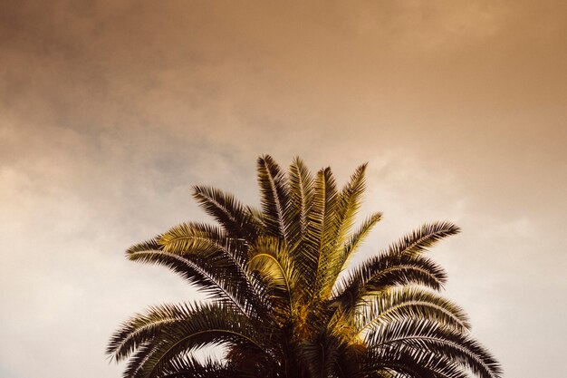 Vista en bajo ángulo de la palmera contra el cielo nublado