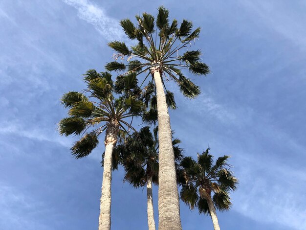 Vista de bajo ángulo de la palmera contra el cielo