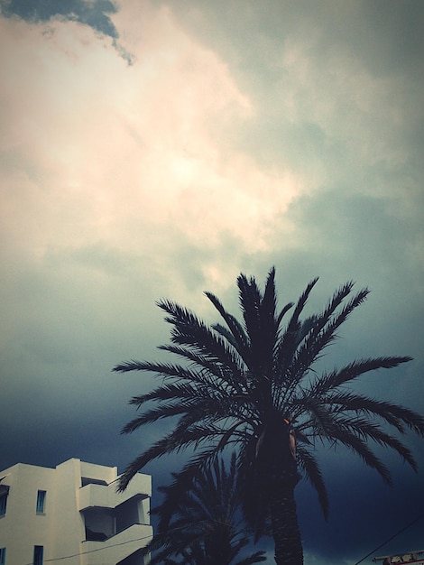 Foto vista en bajo ángulo de la palmera contra el cielo